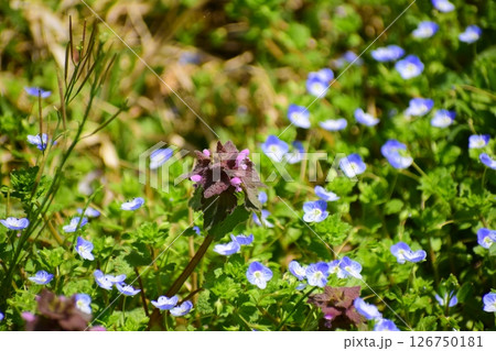 ヒメオドリコソウ 126750181