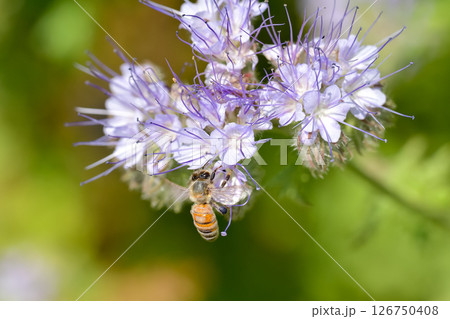 ミツバチ 126750408