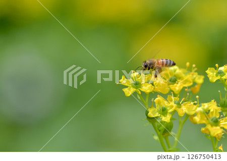 ミツバチ 126750413