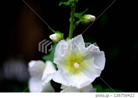 タチアオイ 白色の花 タチアオイ 白色の花 126750422