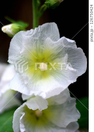 タチアオイ　白色の花 126750424