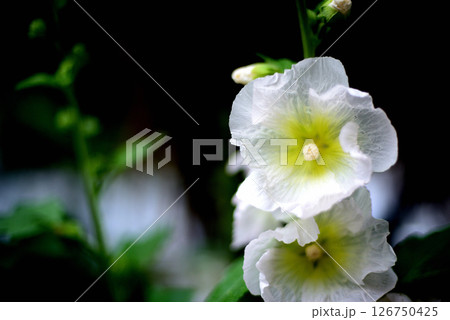 タチアオイ　白色の花 126750425