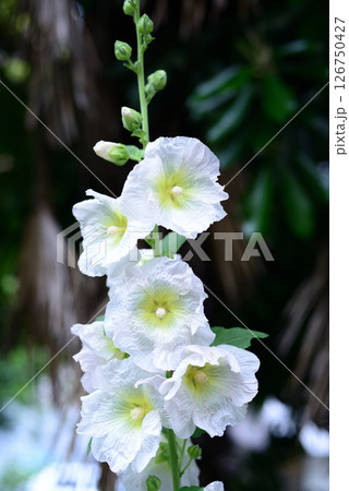 タチアオイ　白色の花 126750427