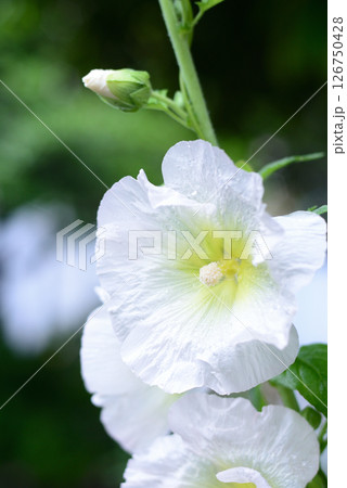 タチアオイ　白色の花 126750428