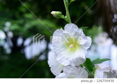 タチアオイ　白色の花 126750430