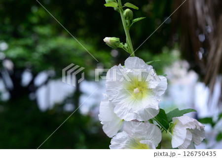 タチアオイ　白色の花 126750435