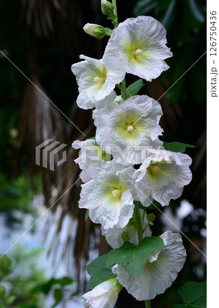 タチアオイ　白色の花 126750436