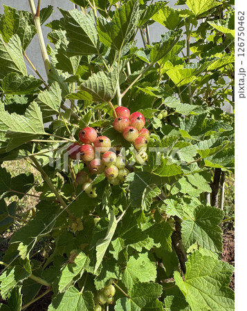 Currants are seen ripening on a bush amidst vibrant green leaves. These berries, transitioning from green to red, suggest the bounty of nature and the freshness of home gardening. 126750462