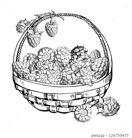 Raspberry in weaved basket on stalks with leaves, hand drawn in vector ink, ripe picked garden berry harvest, dewberry cloudberry mulberry. Isolated illustration. Farmers market grocery preserves Raspberry in weaved basket on stalks with leaves, hand drawn in vector ink, ripe picked garden berry harvest, dewberry cloudberry mulberry. Isolated illustration. Farmers market grocery preserves 126750477