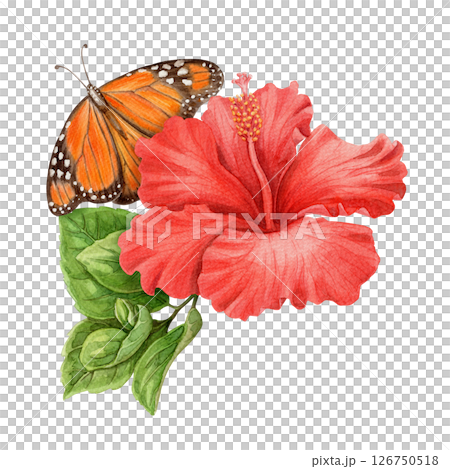 Hibiscus flower and Monarch butterfly summer arrangement. Hand drawn watercolor art with floral and leaves. Vacation vibe graphic element. Perfect for summer card template and holiday season design. 126750518