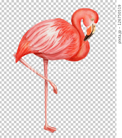 Pink flamingo in profile hand drawn watercolor illustration. Realistic drawing of tropical full body bird with colorful realistic texture. Perfect for summer card template and holiday season design. 126750519