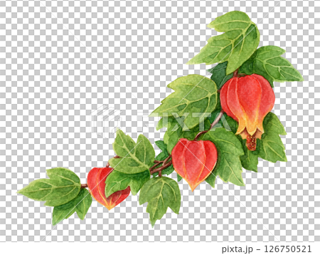 Abuchiron twig with green leaves and red flower. Hand drawn watercolor botanical illustration of evergreen bush with realistic texture. Perfect for summer card template and holiday season design. 126750521