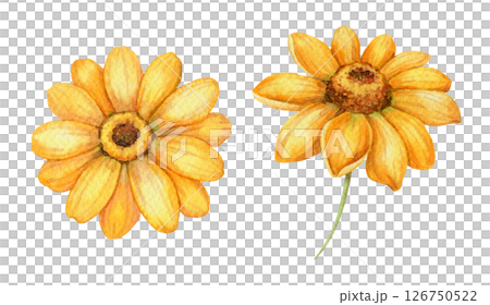 Set of two Helianthus occidentalis flower. Hand drawn watercolor botanical illustration of floral head with colorful realistic texture. Perfect for summer card template and holiday season design. 126750522