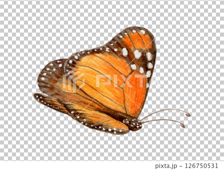 Monarch butterfly side view hand drawn watercolor illustration. Drawing of spotted exotic insect with colorful realistic texture wing. Perfect for summer card template and holiday season design. Monarch butterfly side view hand drawn watercolor illustration. Drawing of spotted exotic insect with colorful realistic texture wing. Perfect for summer card template and holiday season design. 126750531