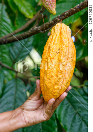 Ripe Cacao Pod Held by Farmer on Tree in Tropical Plantation Ripe Cacao Pod Held by Farmer on Tree in Tropical Plantation 126750833