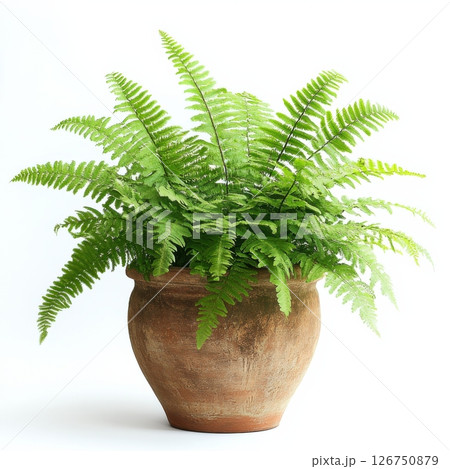 Vibrant Green Fern with Delicate Fronds in a Rustic Pot Vibrant Green Fern with Delicate Fronds in a Rustic Pot 126750879