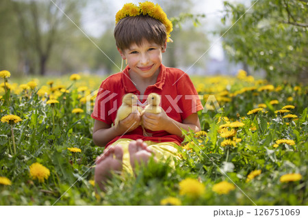 Beautiful child in nature with ducklings. A boy in the meadow with dandelions is holding domestic chicks. 126751069