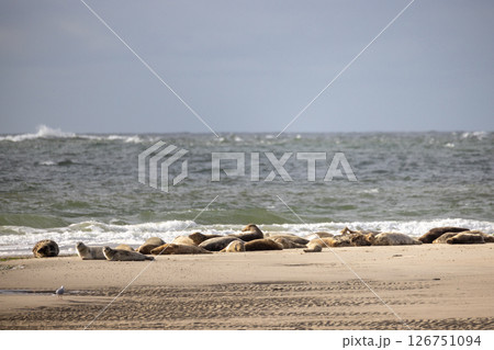 Eierland, De Cocksdorp, Texel, The Netherlands, Oktober 28th, 2024, A Serene Beach View with Seals 126751094