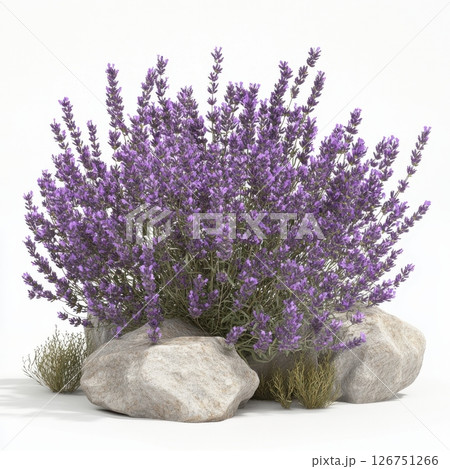 Lavender Bush Exudes Fragrance with Its Inviting Purple Blooms 126751266