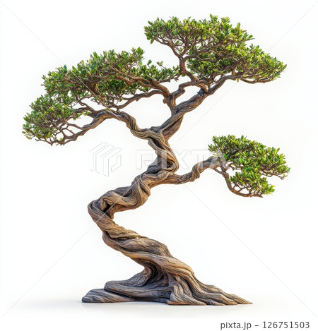 Twisted Tree with Dark Green Foliage and Intricate Branches 126751503
