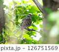 木漏れ日の中で静かに佇むキジバト 126751569