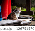 人工物に囲まれてる猫 126751570