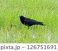 田んぼに佇むカラス 126751691