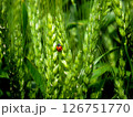 麦の穂にとまる赤いテントウムシ 126751770