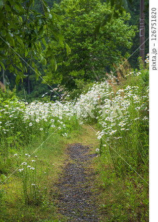 京都 美山かやぶきの里 道端の野菊 126751820