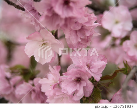 曇天の4月でも可憐に咲いたピンク色の桜の花「紅豊（ベニユタカ）」 126751937