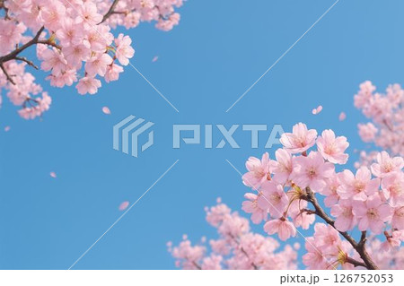 満開の桜・舞い散る花びら 126752053