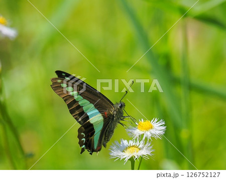 ハルジオンの花にとまるアオスジアゲハ 126752127