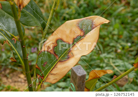 Yellowing ficus leaf 126752145