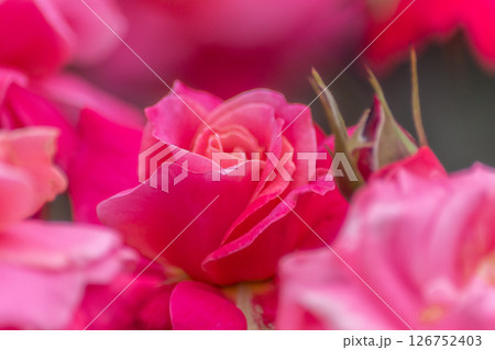 薔薇 126752403