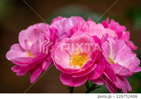薔薇 126752406