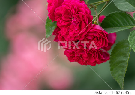 薔薇 薔薇 126752456