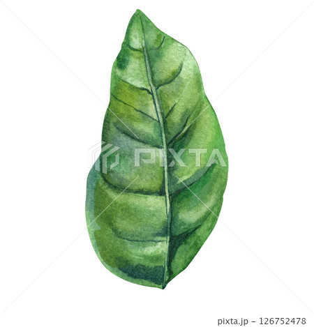Watercolor green coffee leaf illustration hand painted botanical foliage isolated nature element tropical plant eco design clipart 126752478