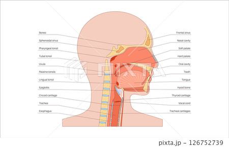 Upper respiratory tract Upper respiratory tract 126752739