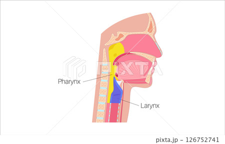 Pharynx and larynx 126752741