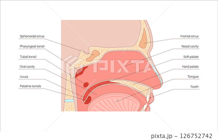 Nasal cavity anatomy Nasal cavity anatomy 126752742