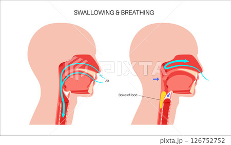 Breathing and swallowing Breathing and swallowing 126752752