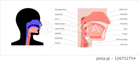 Upper respiratory tract Upper respiratory tract 126752754