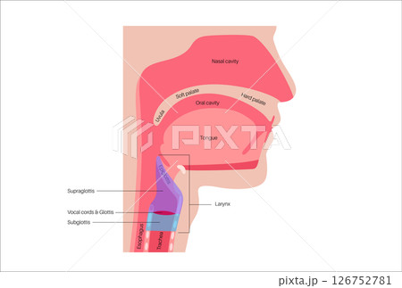 Larynx anatomy poster Larynx anatomy poster 126752781