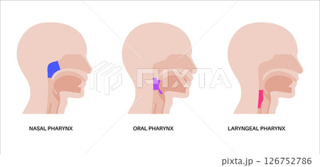 Pharynx anatomy poster Pharynx anatomy poster 126752786