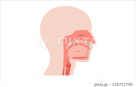 Upper respiratory tract Upper respiratory tract 126752790