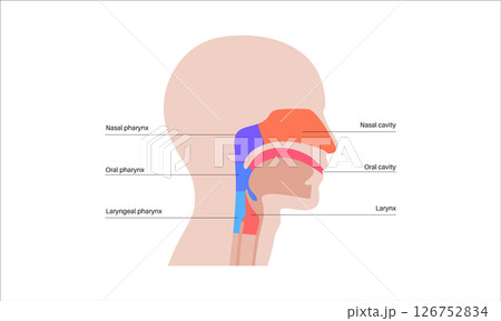 Throat anatomy poster Throat anatomy poster 126752834