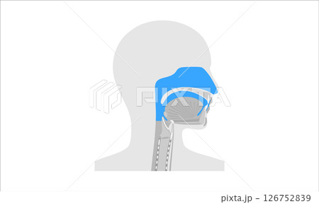 Nasal cavity anatomy 126752839