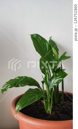 Peace lily growing in pot shows lush green leaves copy space Peace lily growing in pot shows lush green leaves copy space 126752860