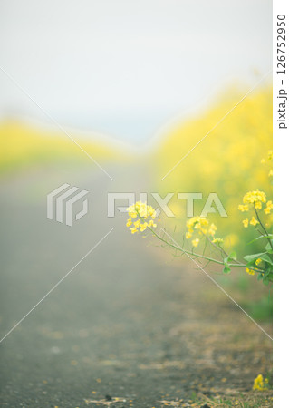 ふんわりとした菜の花の道(縦) ふんわりとした菜の花の道(縦) 126752950