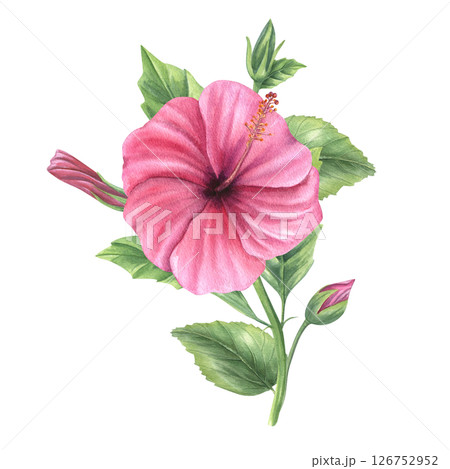 Hibiscus branch with pink blossom, buds and green leaves watercolor isolated illustration. Chinese rose bouquet for tropical designs, wedding stationery, feminine branding and home decor. Hibiscus branch with pink blossom, buds and green leaves watercolor isolated illustration. Chinese rose bouquet for tropical designs, wedding stationery, feminine branding and home decor. 126752952